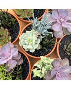 5" Succulent Garden in Terraco