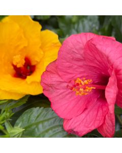 5" Hibiscus