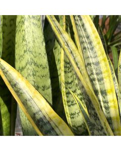 Sansevieria