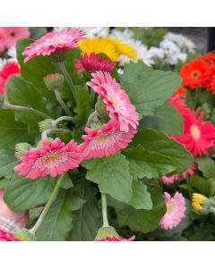 7.5" Gerbera Garvinea