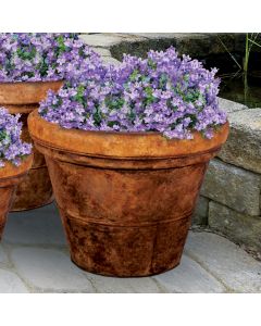 Small Palm Pot