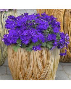 Small Banyan Planter