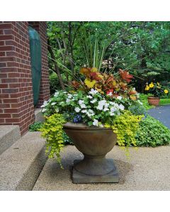 Basso II Urn
