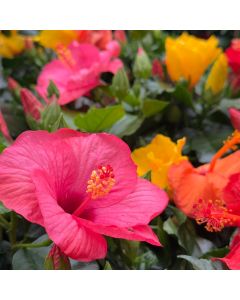 8" Hibiscus Topiary