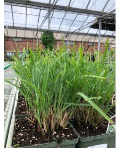 Miscanthus 'Adagio' 1G
