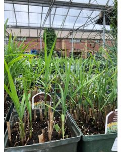 Miscanthus Autumn Light 1G