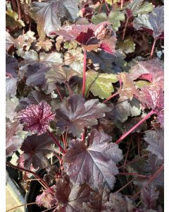 Coral Bells 'Black Pearl' 1G