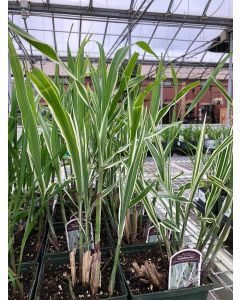 Miscanthus 'Cosmopolitan' 1G