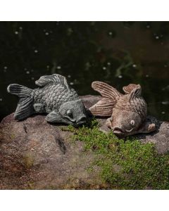 Coy Koi