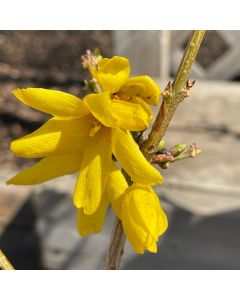 Magical Gold Forsythia