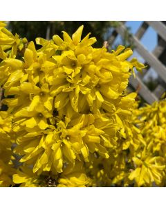 Show Off Sugar Baby Forsythia
