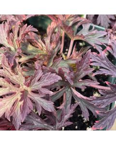 Cranesbill 'Dark Reiter' 1G