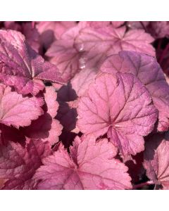 Coral Bells 'Wild Rose' 1G