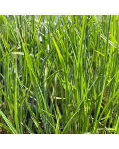 Miscanthus 'Gracillimus' 1G