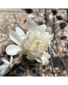 Royal Star Magnolia