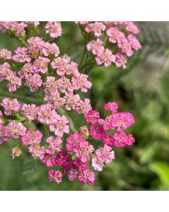 Yarrow 'Pink Grapefruit' 1G