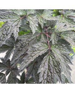Bugbane 'Brunette' 1G