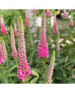 Veronica 'Pink Potion' 1G