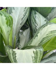 10" Aglaonema Silver Bay