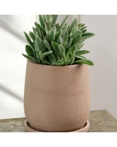 Aimee Planter
