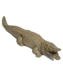 Alligator