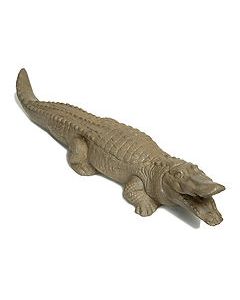 Alligator