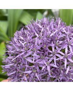 Allium 'Giganteum' 1G