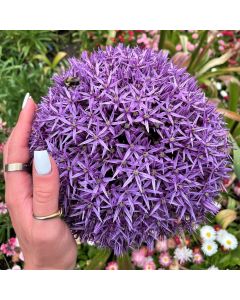 Allium 'Globemaster' 1G