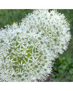 Allium 'Mount Everest' 1G