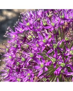 Allium 'Purple Sensation' 1G