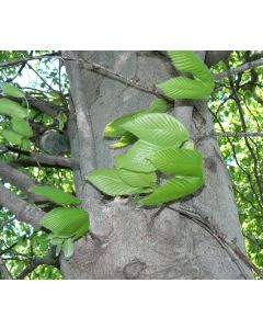 American Beech