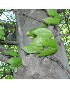 American Beech