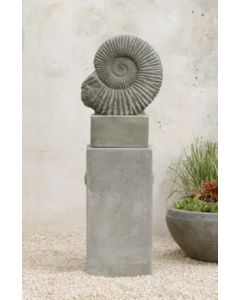 Ammonite