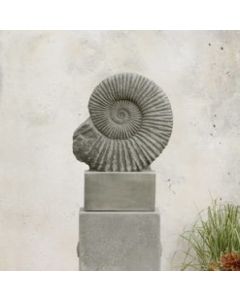 Ammonite