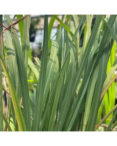 Big Blue Stem gerardii 1G