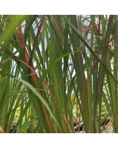 Big Blue Stem 'Rain Dance' 1G