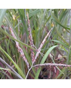 Big Bluestem 'Holy Smoke' 1G