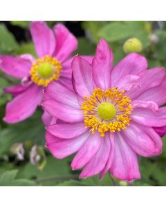 Anemone 'Curtain Call Rose' 1G