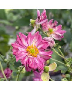 Anemone 'Sweetly' 1G