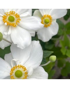 Anemone 'Honorine Jobert' 1G