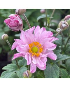 Anemone 'Pocahontas' 1G