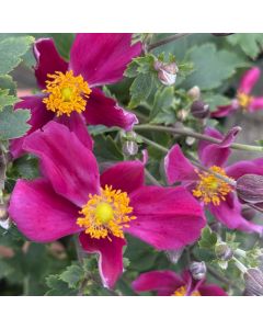 Anemone 'Red Riding Hood' 1G