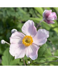 Anemone 'Robustissima' 1G