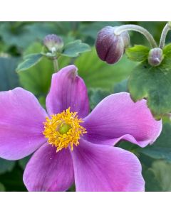 Anemone 'Robustissima' 1G
