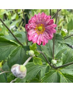 Anemone 'Sweetly' 1G