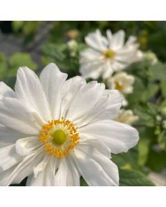 Anemone 'Whirlwind' 1G
