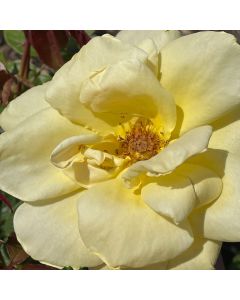 Apollo Hybrid Tea Rose