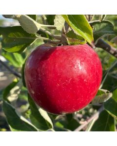 Cortland Apple Tree