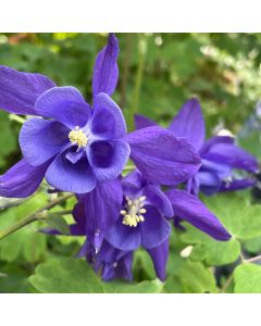 Columbine 'Grandma Garden' 1G