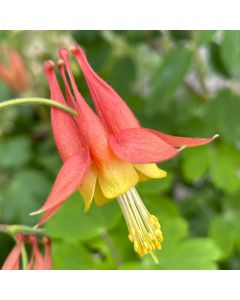 Columbine 'Canadensis' 1G